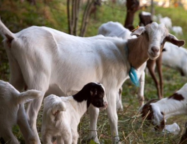 somali goat, somali goats, about somali goat, somali goat breed, somali goat behavior, somali goat breed info, somali goat breed profile, somali goat care, somali goat color, somali goat characteristics, somali goat coat color, somali goat facts, somali goat for meat, somali goat for milk, somali goat farms, somali goat farming, somali goat history, somali goat info, somali goat images, somali goat information, somali goat meat, somali goat milk, somali goat milk production, somali goat origin, somali goat personality, somali goat photos, somali goat pictures, somali goat rearing, raising somali goat, somali goat size, somali goat temperament, somali goat uses, somali goat varieties, somali goat weight, abgal, boran, borana, deghier, deg yer, dighi yer, galla, modugh and ogaden, galla goat