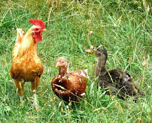 raising ducks and chickens together, raising chickens with ducks, duck and chicken farming, raising ducks with chickens