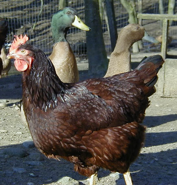 poultry rearing, poultry farming, poultry raising