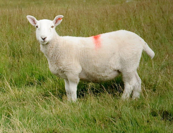 vaccination schedule for sheep, sheep vaccination, sheep vaccination schedule, sheep immunization schedule
