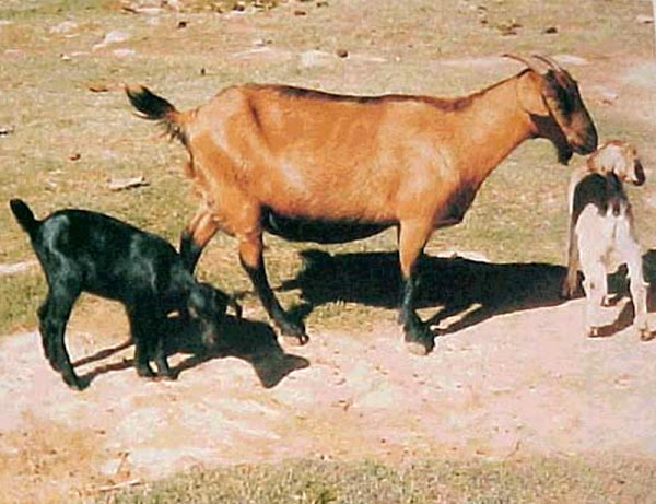 khari goat, khari goats, about khari goat, khari goat breed, khari goat behavior, khari goat breed info, khari goat breed facts, khari goat color, khari goat colors, khari goat color varieties, khari goat coat color, khari goat characteristics, khari goat care, caring khari goat, khari goat facts, khari goat for meat, khari goat for milk, khari goat farms, khari goat farming, raising khari goats for meat, khari goat history, khari goat info, khari goat images, khari goat meat, khari goat meat production, khari goat origins, khari goat personality, khari goat photos, khari goat pictures, khari goat rearing, raising khari goat, khari goat size, khari goat temperament, khari goat hair, khari goat uses, khari goat varieties, khari goat weight