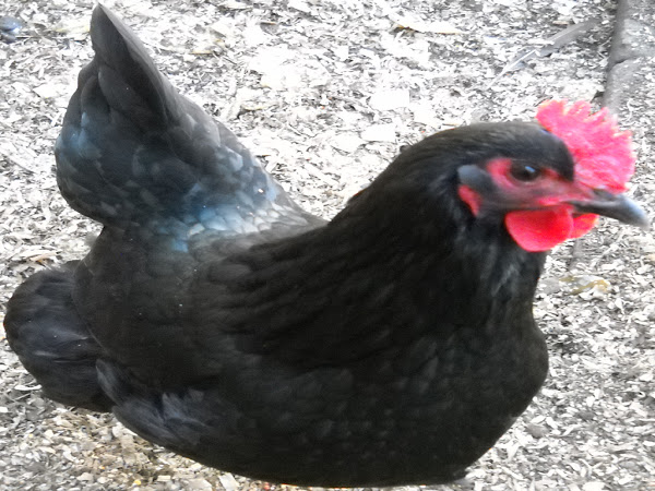 australorp, australorp chicken, australorp chicken breed, english chicken breeds, australorp picture, australorp photo