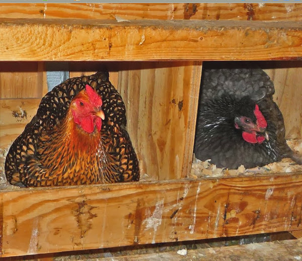 nesting boxes, nesting boxes for chickens, homemade nesting boxes, nest box