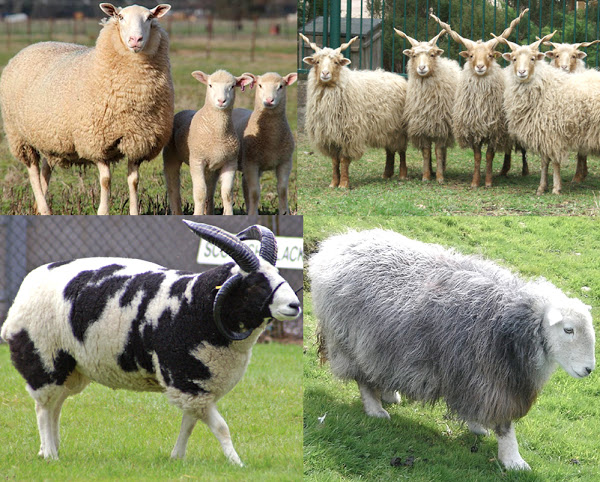 sheep, sheep breeds, list of sheep breeds, sheep breeds picture