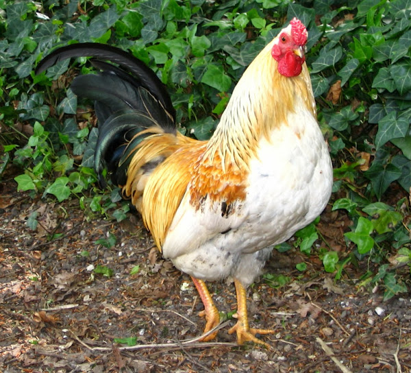rooster, how to catch a rooster, catch a rooster, how to catch a rooster when it gets out of its coop