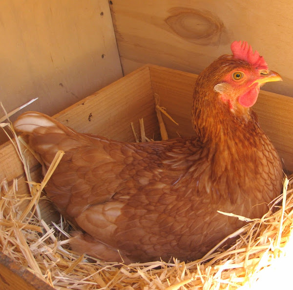 stop a broody hen, how to stop a broody hen, stopping a broody hen