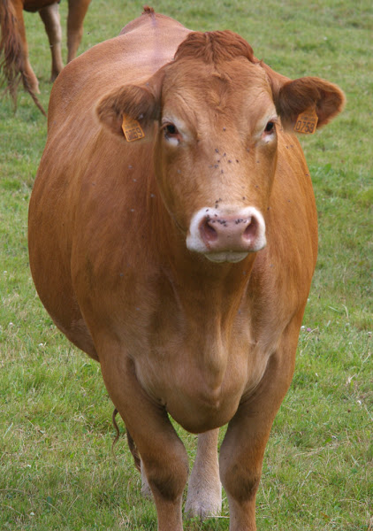 limousin cattle, about limousin cattle, limousin cattle breed, limousin cattle breed info, limousin cattle breed facts, limousin cattle color, limousin cattle characteristics, limousin cattle care, caring limousin cattle, limousin cattle facts, limousin cattle for meat, limousin cattle farms, limousin cattle farming, limousin cattle history, limousin cattle info, limousin cattle images, limousin cattle meat, limousin cattle milk, limousin cattle origin, limousin cattle pictures, limousin cattle photos, limousin cattle rearing, raising limousin cattle, limousin cattle size, limousin cattle temperament, limousin cattle uses, limousin cattle varieties, limousin cattle weight