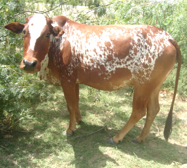 lohani cattle, about lohani cattle, lohani cattle breed, lohani cattle breed info, lohani cattle breed facts, lohani cattle breed origin, lohani cattle color, lohani cattle care, caring lohani cattle, lohani cattle characteristics, lohani cattle coat color, lohani cattle facts, lohani cattle for meat, lohani cattle farms, lohani cattle farming, lohani cattle history, lohani cattle info, lohani cattle images, lohani cattle milk, lohani cattle for milk, lohani cattle origin, lohani cattle photos, lohani cattle pictures, lohani cattle rearing, raising lohani cattle, lohani cattle size, lohani cattle uses, lohani cattle weight