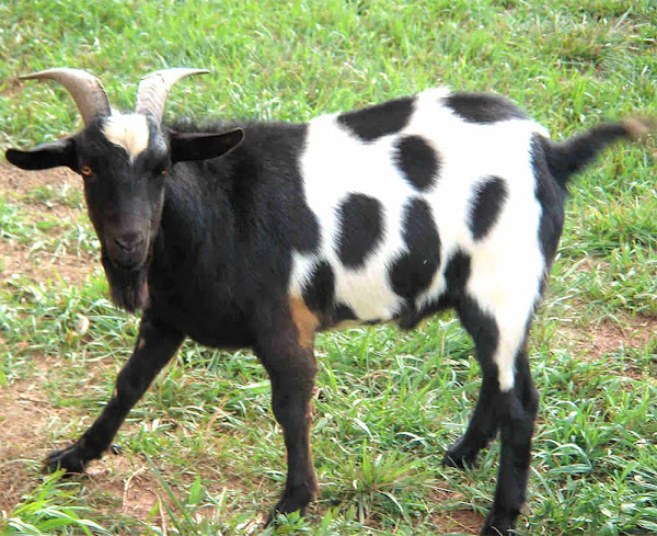 hungry goat, lonely goat, aggressive goat