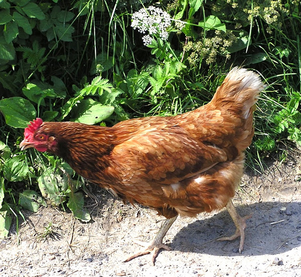 chicken hormones, functions of chicken hormones, functions of hormones in raising chickens