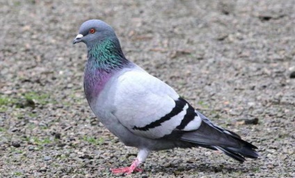 American Show Racer Pigeon: Характеристики и информация за породата