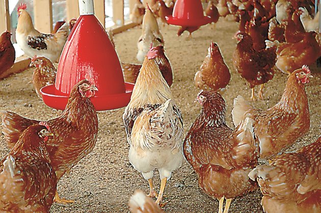 Дали наличието на петел увеличава производството на яйца?