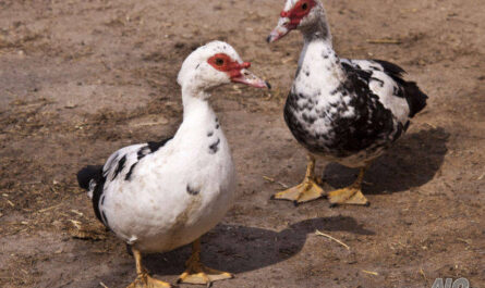 Как да разберете разликите между мъжките и женските патици