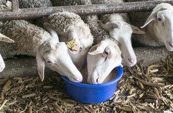 Овце Lacaune: характеристики, произход, употреба и информация за породата