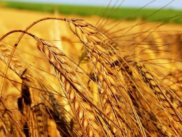 Пример за бизнес план за отглеждане на пшеница