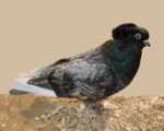 Komorner Tumbler Pigeon: характеристики на породата и информация