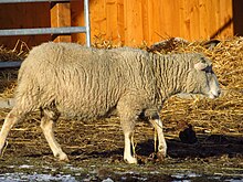 Arabské ovce: vlastnosti, původ, použití a informace o plemeni
