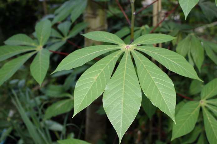 Jak začít s pěstováním manioku v Nigérii