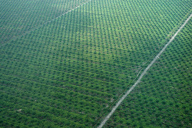 Příklad obchodního plánu pro pěstování plantáže Moringa