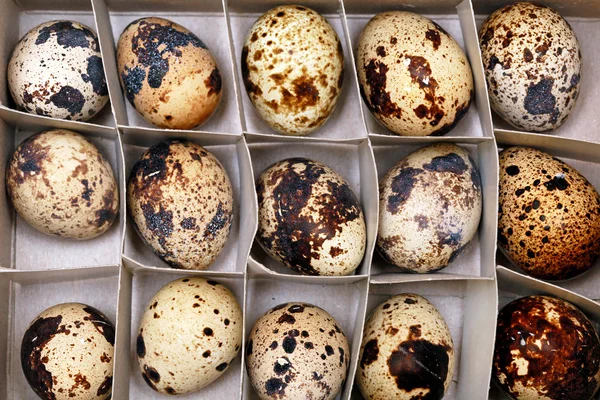 Příklad podnikatelského plánu pro inkubátor kuřecích vajec