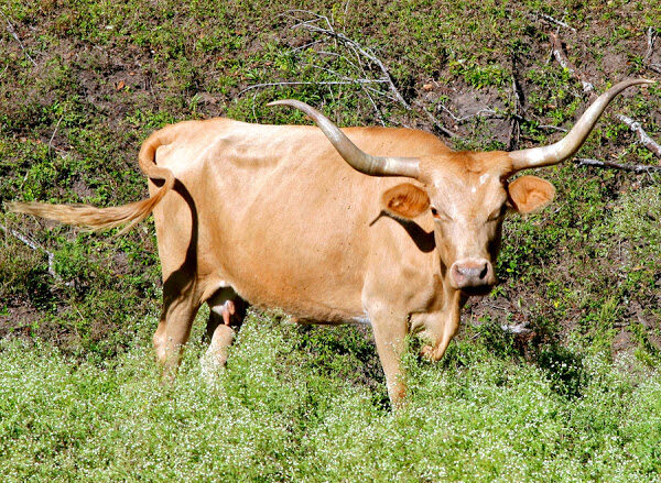 Texas Longhorn Cattle: Charakteristika, použití a úplné informace o plemeni
