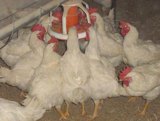 Udržování kuřat v chladu v horkém počasí: Jak udržet kuřata v pohodě