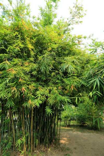 Jak začít s pěstováním bambusu