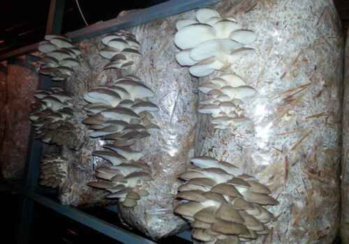 Beispiel eines Geschäftsplans für den Anbau von Austern
