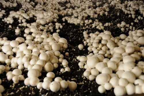 Beispiel eines Geschäftsplans für den Anbau von Pilzen