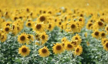 Beispiel eines Geschäftsplans für den Anbau von Sonnenblumen