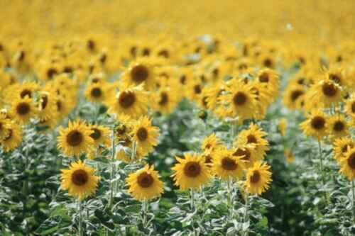 Beispiel eines Geschäftsplans für den Anbau von Sonnenblumen