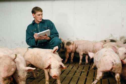 Ist die Schweinezucht rentabel?  Festgestellte Fakten
