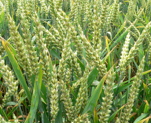 wheat, growing wheat, wheat farming, wheat farming information, wheat farming guide, commercial wheat farming, commercial wheat farming guide, wheat farming for profit, wheat farming commercially for profit, wheat cultivation, wheat cultivation guide