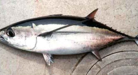 Albacore Fisch: Eigenschaften, Ernährung, Zucht und Verwendung