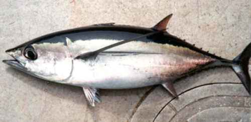 Albacore Fisch: Eigenschaften, Ernährung, Zucht und Verwendung