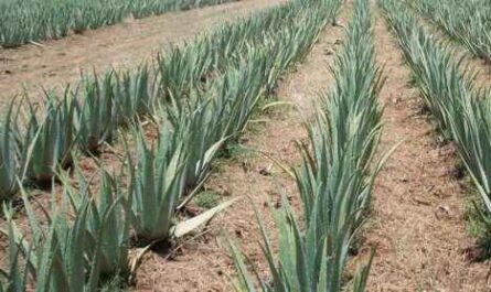Aloe Vera Farming: Leitfaden für die Unternehmensgründung für Anfänger