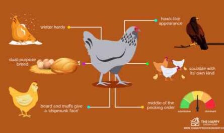 Ameraucana-Huhn: Eigenschaften, Temperament und Informationen zur vollständigen Rasse