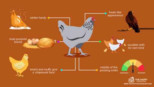 Ameraucana-Huhn: Eigenschaften, Temperament und Informationen zur vollständigen Rasse