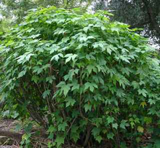 Anbau von Chaya: Bio-Baumspinat-Anbau im Hausgarten
