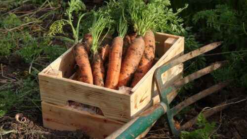Anbau von Karotten: Bio-Karottenanbau im Hausgarten