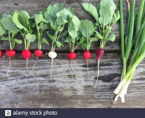 Anbau von Radieschen: Bio-Rettich-Anbau im Hausgarten