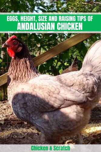 Andalusisches Huhn: Eigenschaften, Temperament und Informationen zur vollständigen Rasse