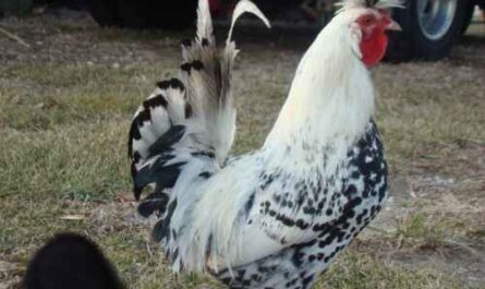 Appenzeller Spitzhauben Hühnerhaltung: Existenzgründungsplan