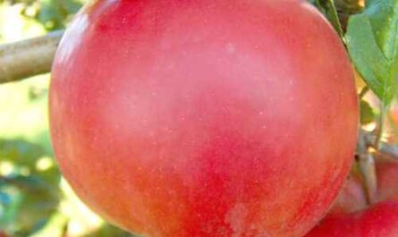 Apfelanbau: gewinnbringender Businessplan für die Apfelproduktion