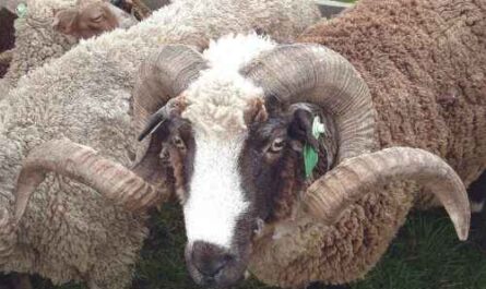 Arapawa-Schafe: Eigenschaften, Herkunft, Verwendungen und Rasseinformationen