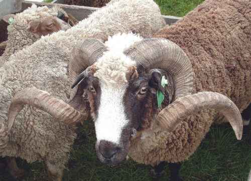 Arapawa-Schafe: Eigenschaften, Herkunft, Verwendungen und Rasseinformationen