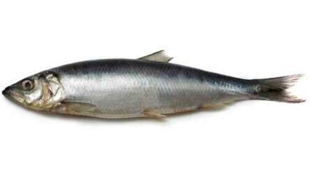 Atlantischer Heringsfisch: Eigenschaften, Ernährung, Zucht und Verwendung