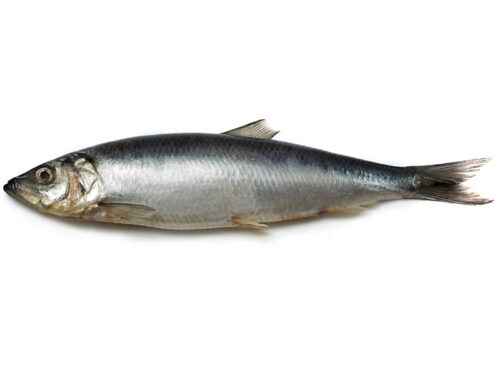 Atlantischer Heringsfisch: Eigenschaften, Ernährung, Zucht und Verwendung
