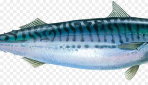 Atlantischer Stöckerfisch: Eigenschaften, Ernährung, Zucht und Verwendung