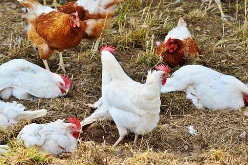 Aufzucht von Hühnern für Fleisch: Wie man Broiler-Hühner für Fleisch aufzieht